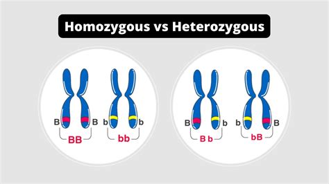Heterozygous vs homozygous - Factor V Leiden thrombophilia is characterized by a poor anticoagulant response to activated protein C (APC) and an increased risk for venous thromboembolism (VTE). Deep vein thrombosis (DVT) is the most common VTE, with the legs being the most common site. Thrombosis in unusual locations is less common. Evidence suggests that …